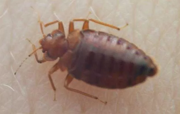 bedbug-149675651663630