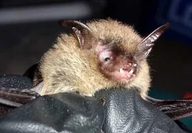 northern-long-eared-bat-1485268660408420