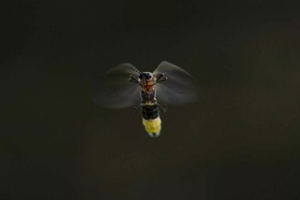 ap266a62ccf924bb274234