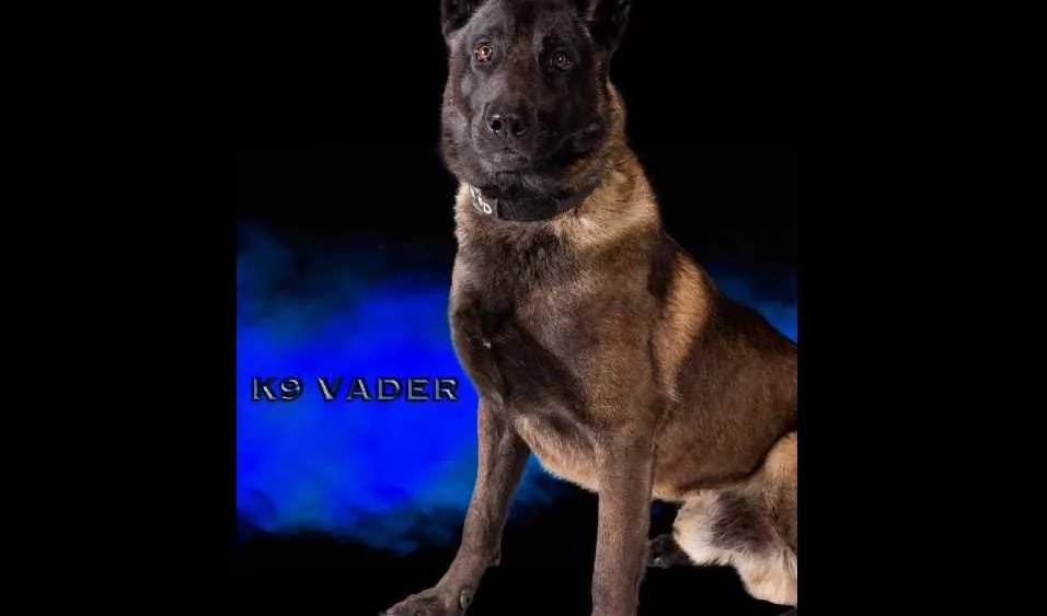 k9vader-66ac12dd37a85905735