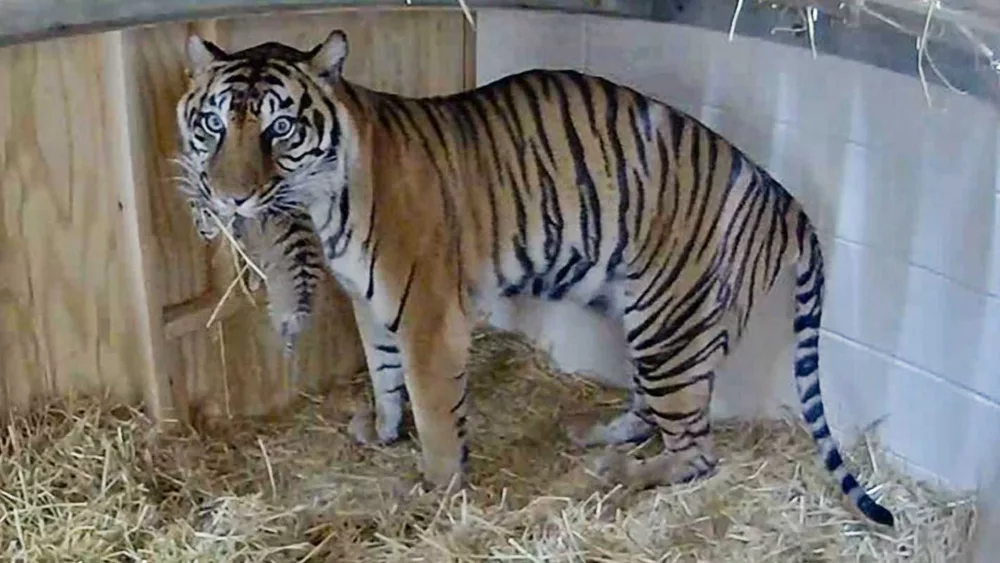 untitled-design-2024-07-30t125911-729-66a91c37473e4868175