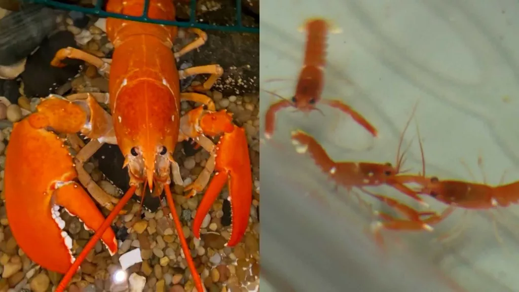peaches-the-orange-lobster-and-babies-at-une-8-6-2024-66b2442c9b2258836