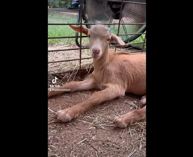 royal-goat-66ba333297ad6830306