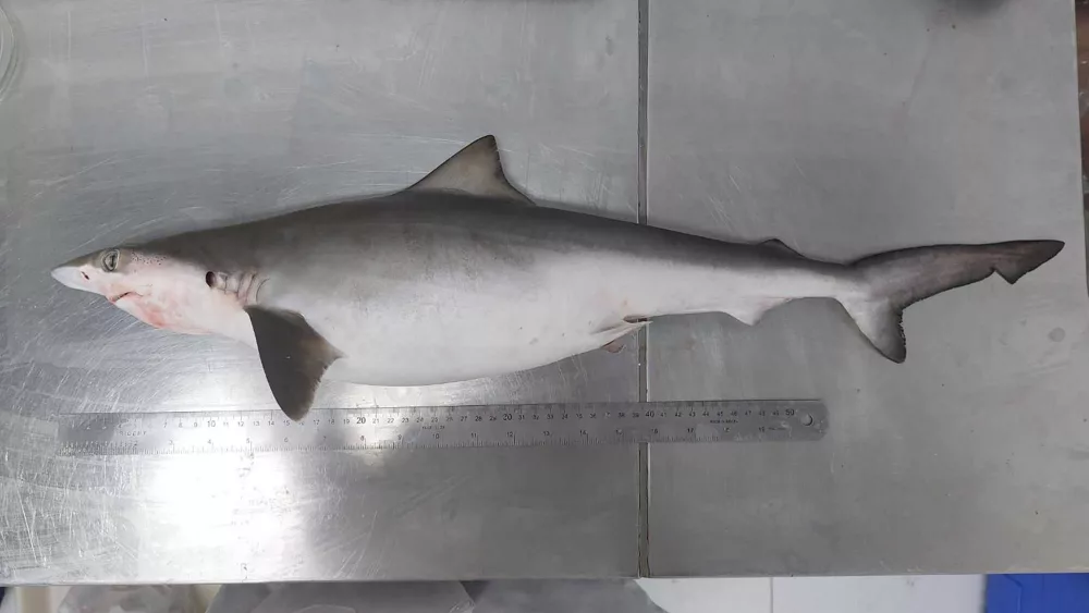 cnn-l19jb21wb25lbnrzl2ltywdll2luc3rhbmnlcy9jbhl5am9qediwmdfimzu2a3dsaxfwadk2-l19jb21wb25lbnrzl2fydgljbguvaw5zdgfuy2vzl2nsexk4y240adawmhdydg5yyznxowdyzgm-jpg-66a0555583329441291