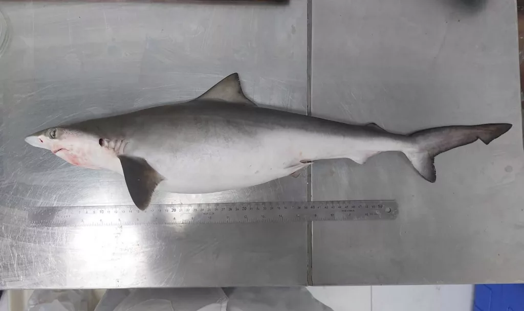 cnn-l19jb21wb25lbnrzl2ltywdll2luc3rhbmnlcy9jbhl5am9qediwmdfimzu2a3dsaxfwadk2-l19jb21wb25lbnrzl2fydgljbguvaw5zdgfuy2vzl2nsexk4y240adawmhdydg5yyznxowdyzgm-jpg-66a0555583329441291