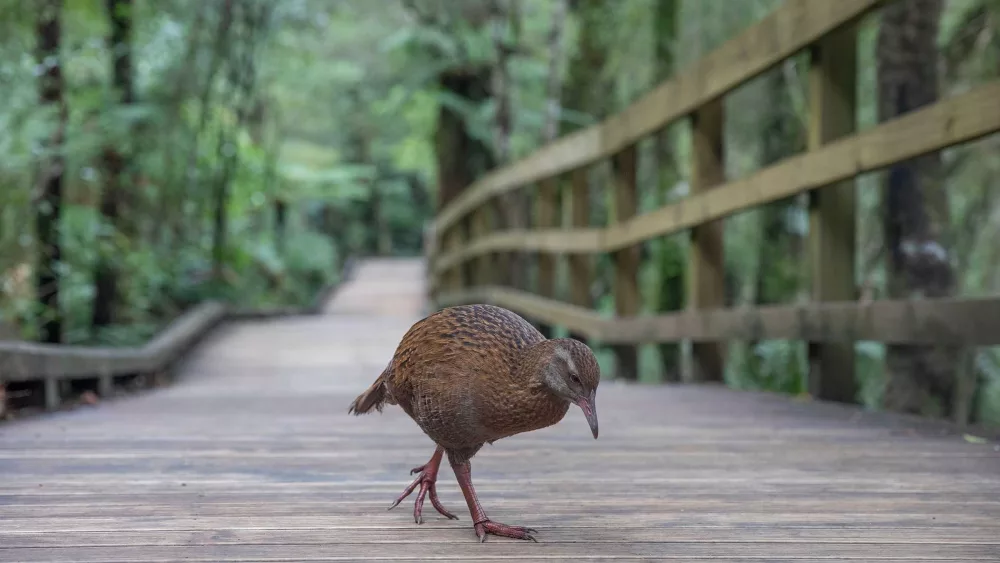 cnn-l19jb21wb25lbnrzl2ltywdll2luc3rhbmnlcy9jbhl6ymp0zdgwmdbwm2i2a20xzhrjy3v0-l19jb21wb25lbnrzl2fydgljbguvaw5zdgfuy2vzl2nsexpiaw9uajawmg5lmhbnahdsetfjohe-jpg-66a141950a05d414392