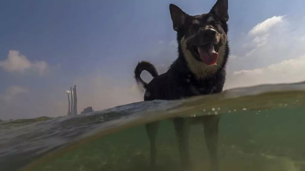 ap266a1dda53e0d3968734