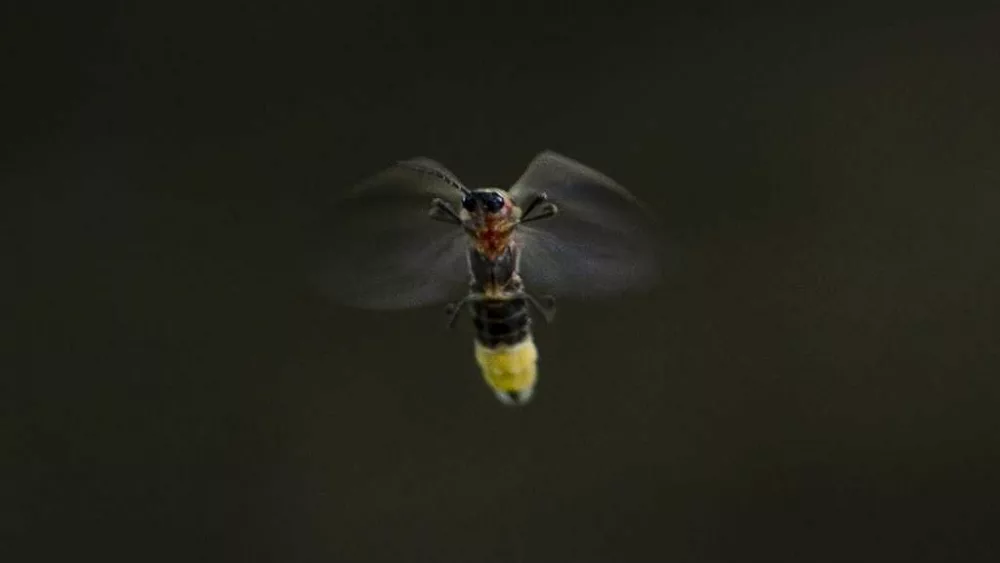 ap266a62ccf924bb363074