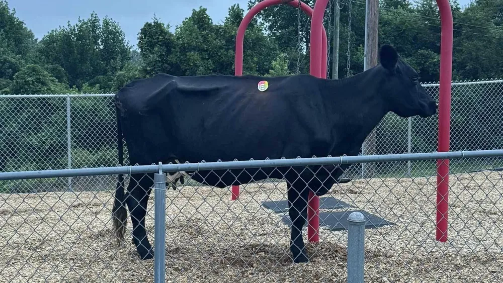 bull-pickens-66a0f16521c88815302