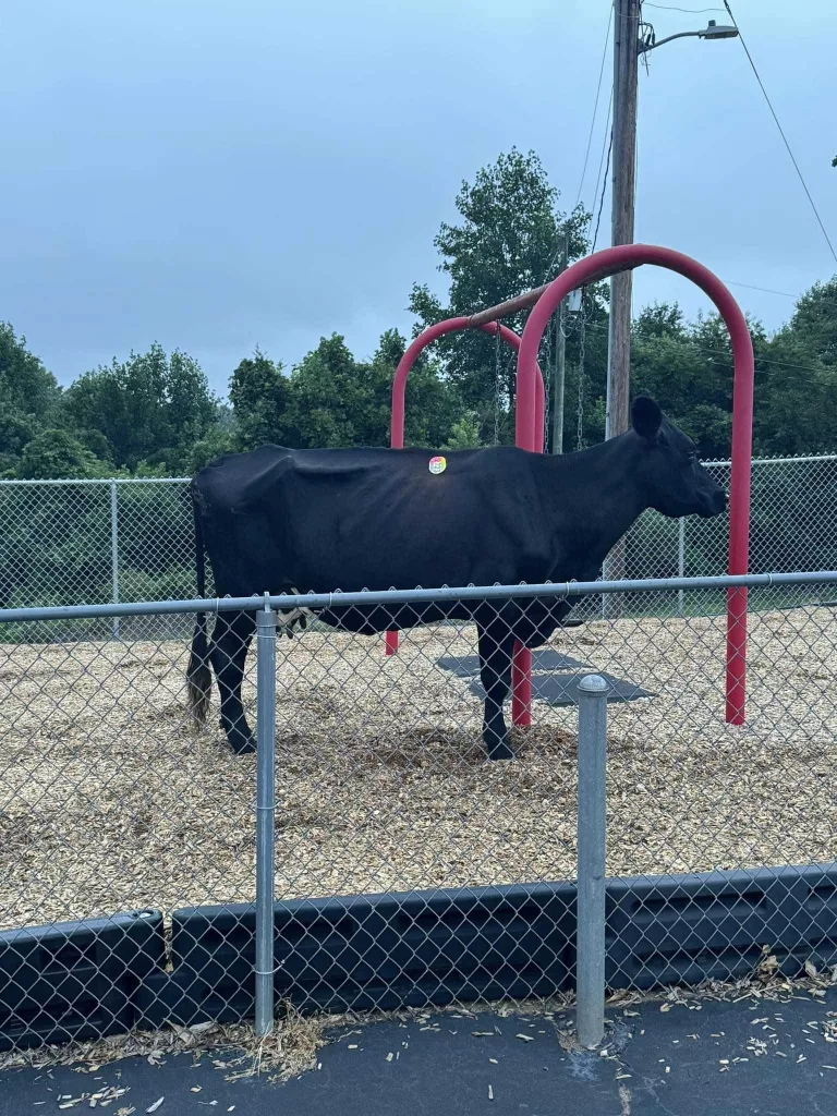 bull-pickens-66a0f16521c88815302