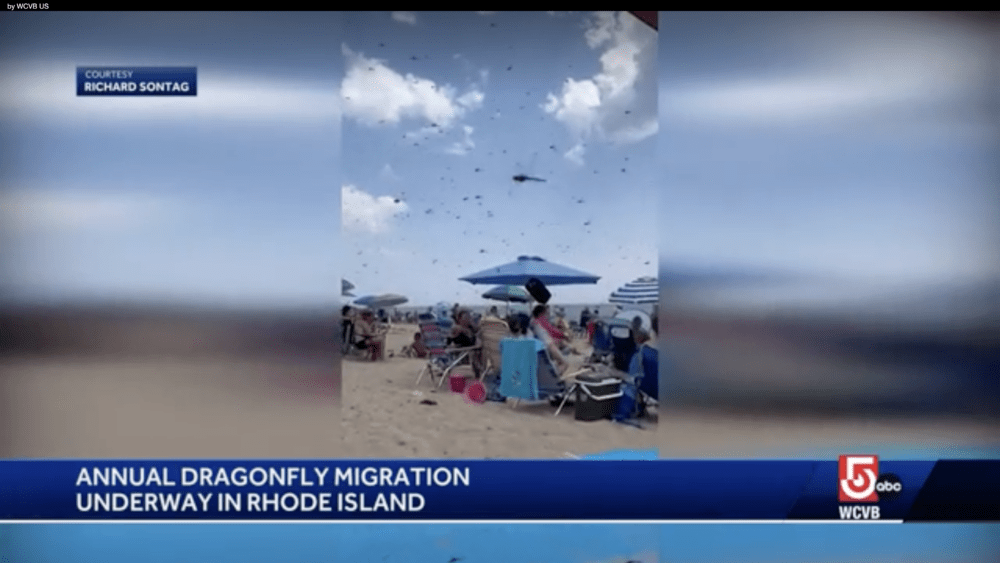 screenshot-2024-07-28-at-8-50-22-am-66a668ce554f0220682