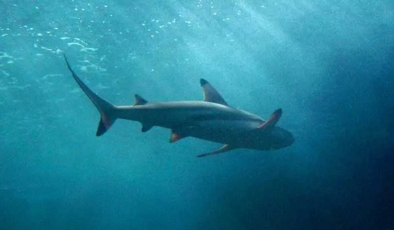 33829464-33829464426441