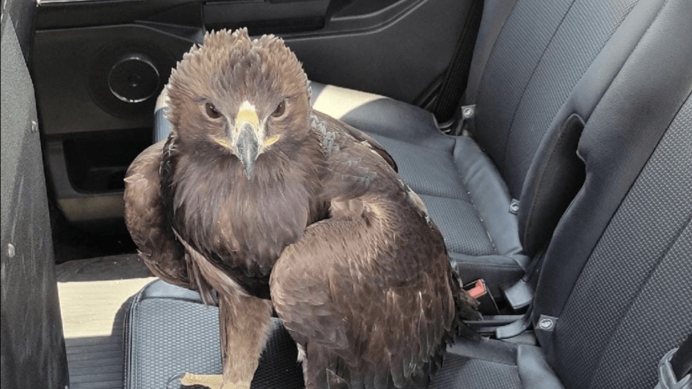 screenshot-2024-08-03-at-9-17-14-pm-66aed6d74841d439511