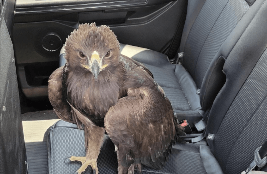 screenshot-2024-08-03-at-9-17-14-pm-66aed6d74841d439511