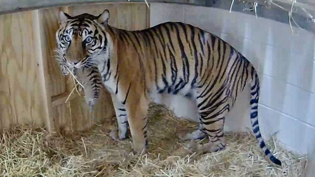 untitled-design-2024-07-30t125911-729-66a91c37473e4575895