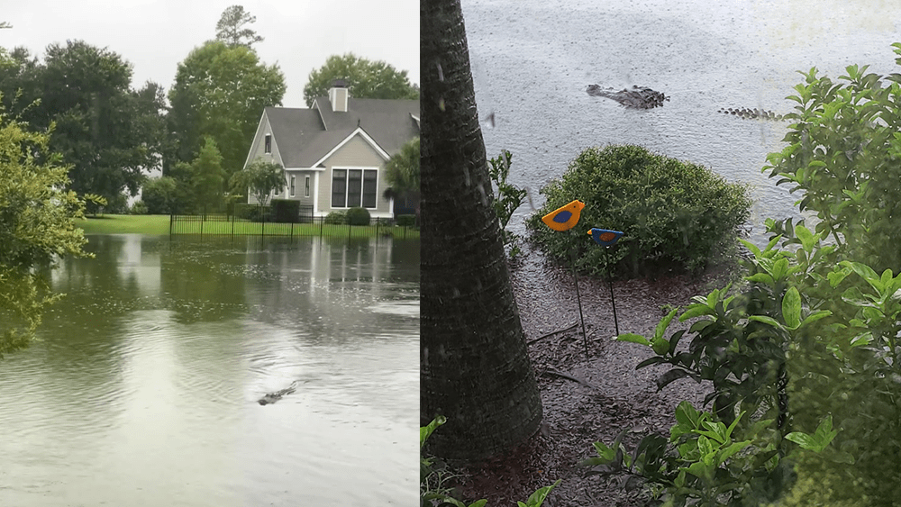 gators-66b3849ebe589746507