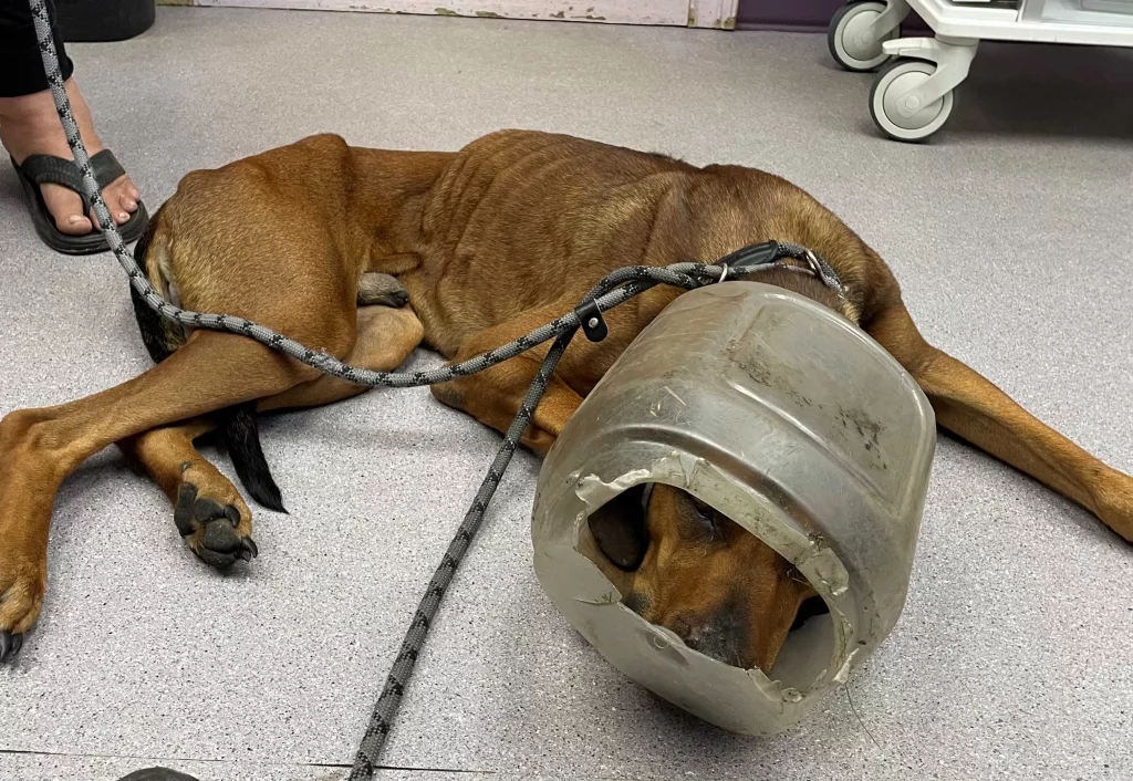 bucket-dog-66d614947fe7117180