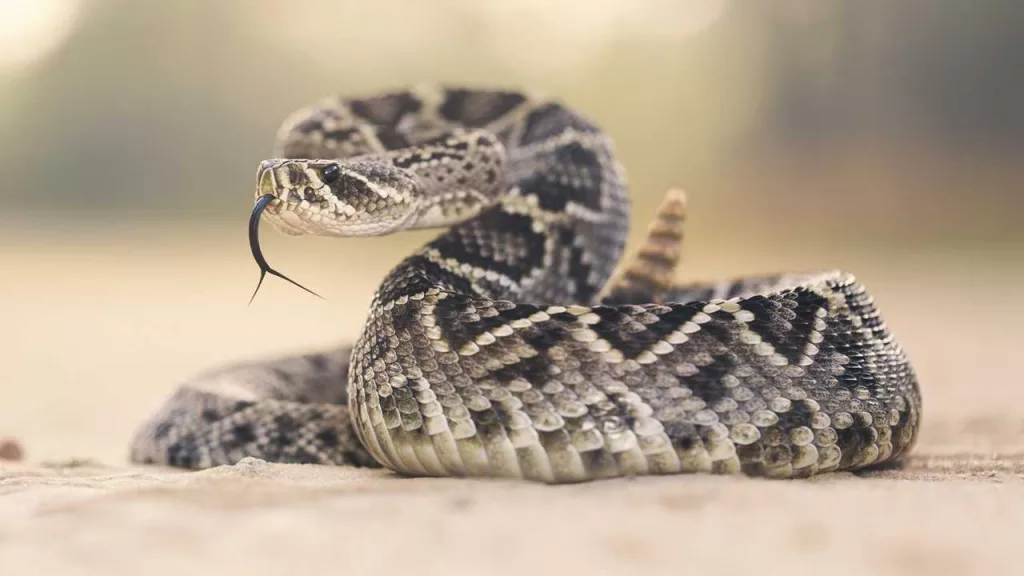 3498253-wyff-rattlesnake-1-66e03fdc1bc59785172