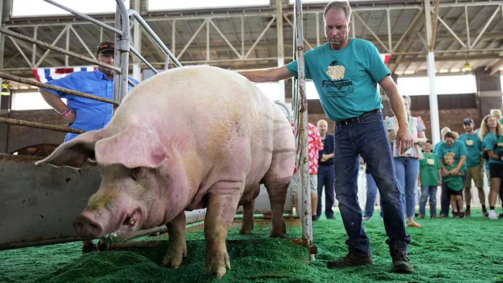 Biggest of them all: Big Boar winner Finnegan tips scales at 1,420 pounds, new Iowa State Fair record