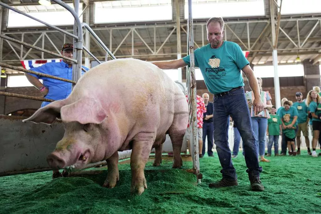 Biggest of them all: Big Boar winner Finnegan tips scales at 1,420 pounds, new Iowa State Fair record