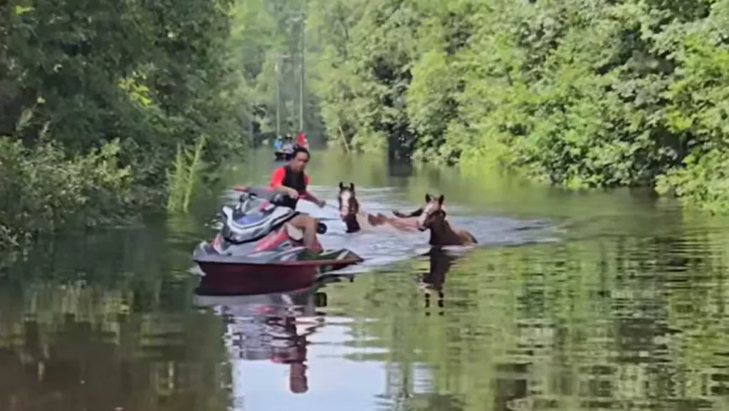 Video: 2 horses rescued from Georgia floodwaters, led to safety by man on jet ski