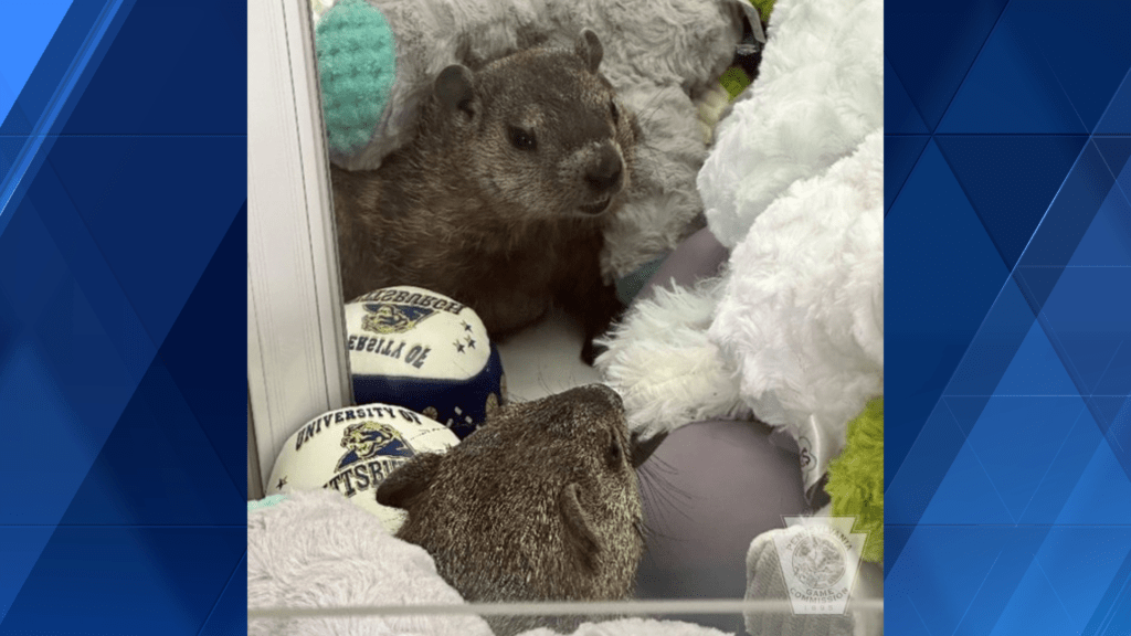 Groundhog that got stuck in claw machine to become Pennsylvania ice cream shop's mascot