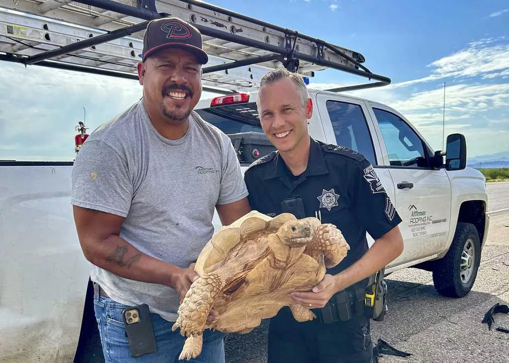 Large desert tortoise rescued from highway after escaping from an Arizona ostrich ranch