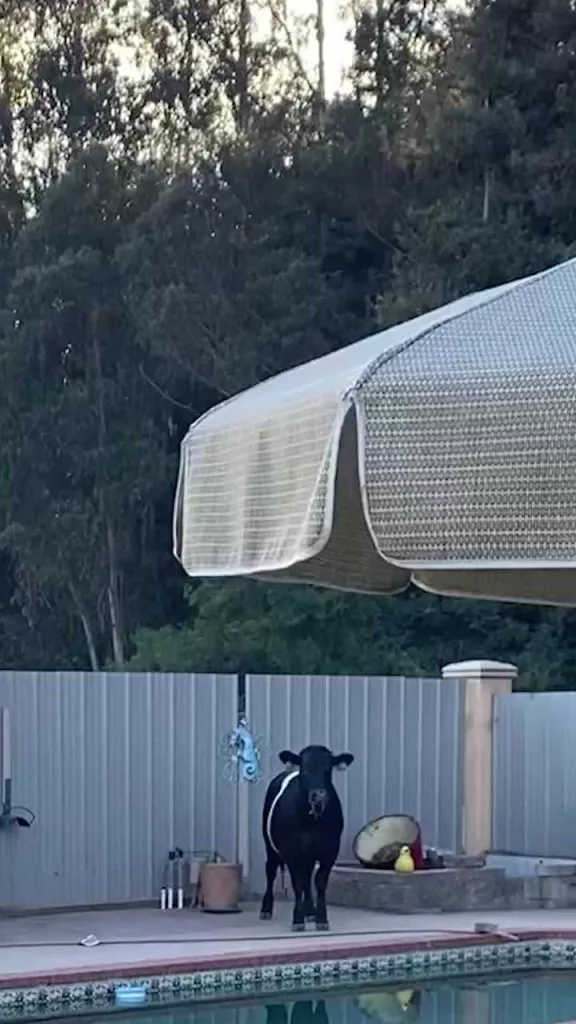 Video: Bull makes its way through a California backyard