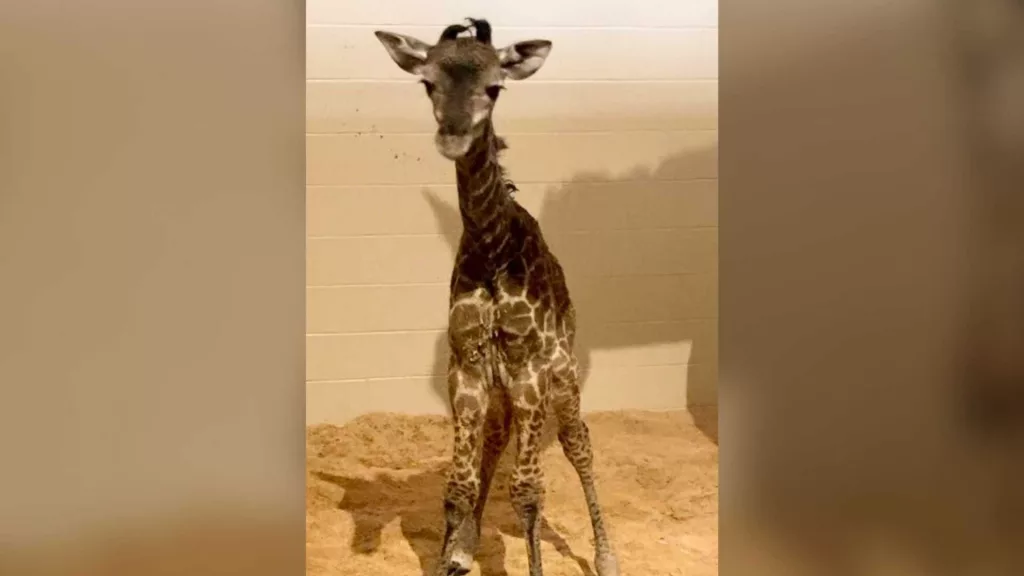 Louisville Zoo welcomes baby giraffe