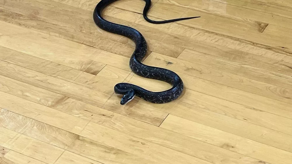 Snake interrupts gym class at South Carolina high school