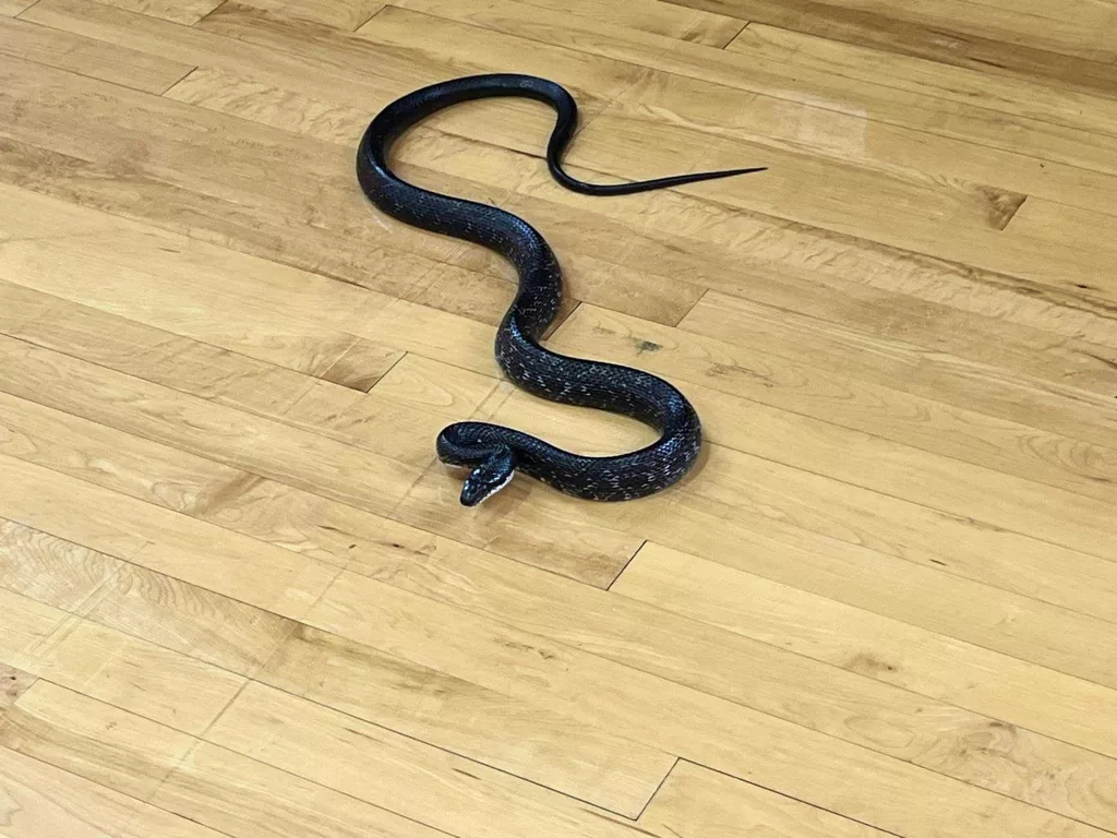 Snake interrupts gym class at South Carolina high school