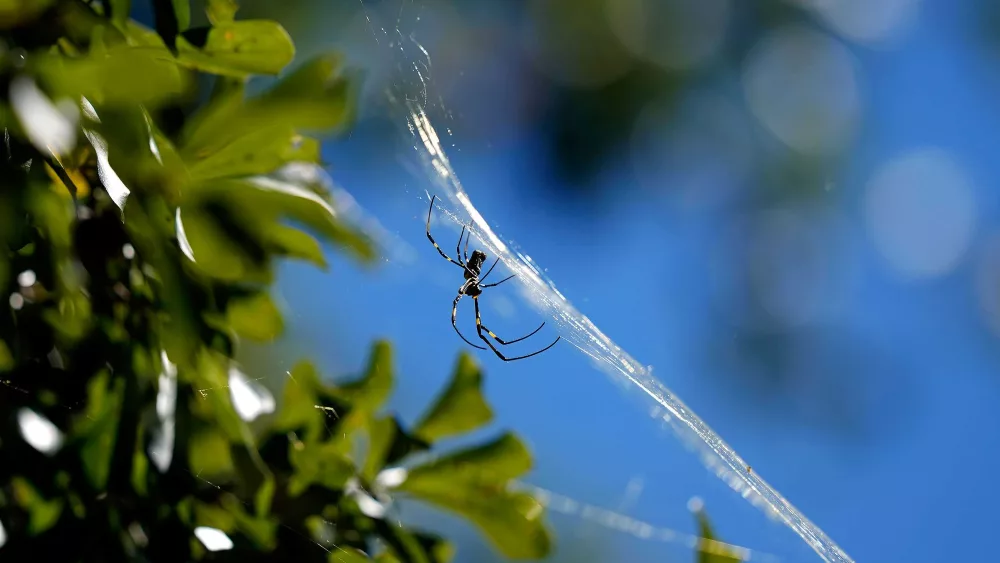 New study finds invasive Jorō spiders 'keep cool under pressure'