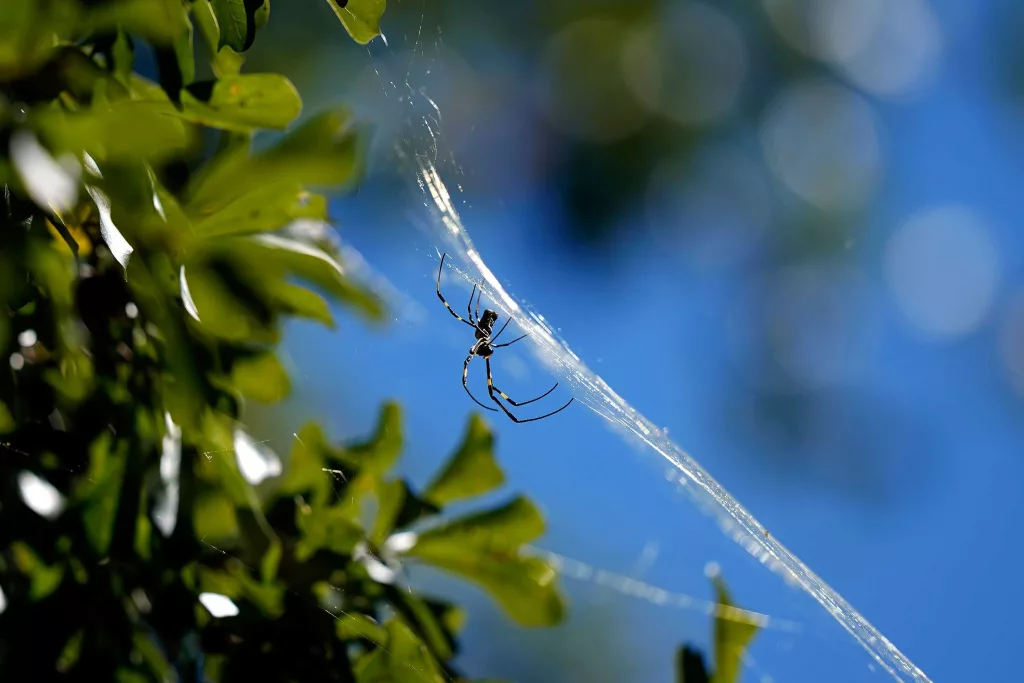 New study finds invasive Jorō spiders 'keep cool under pressure'