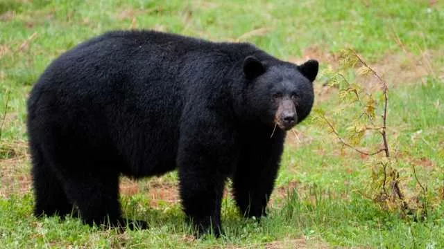 Black bear mauls 3-year-old girl inside tent at Montana campground