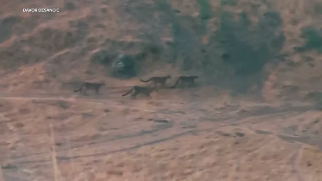 Video shows suspected family of mountain lions at hiking trail in San Francisco's East Bay region