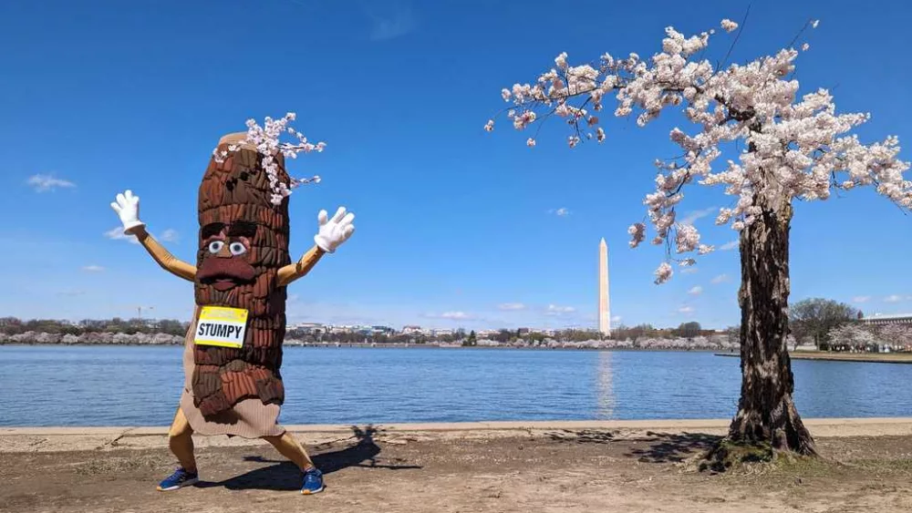 Stumpy, the gnarled, old cherry tree, is gone. But its clones — little Stumplings — live on.