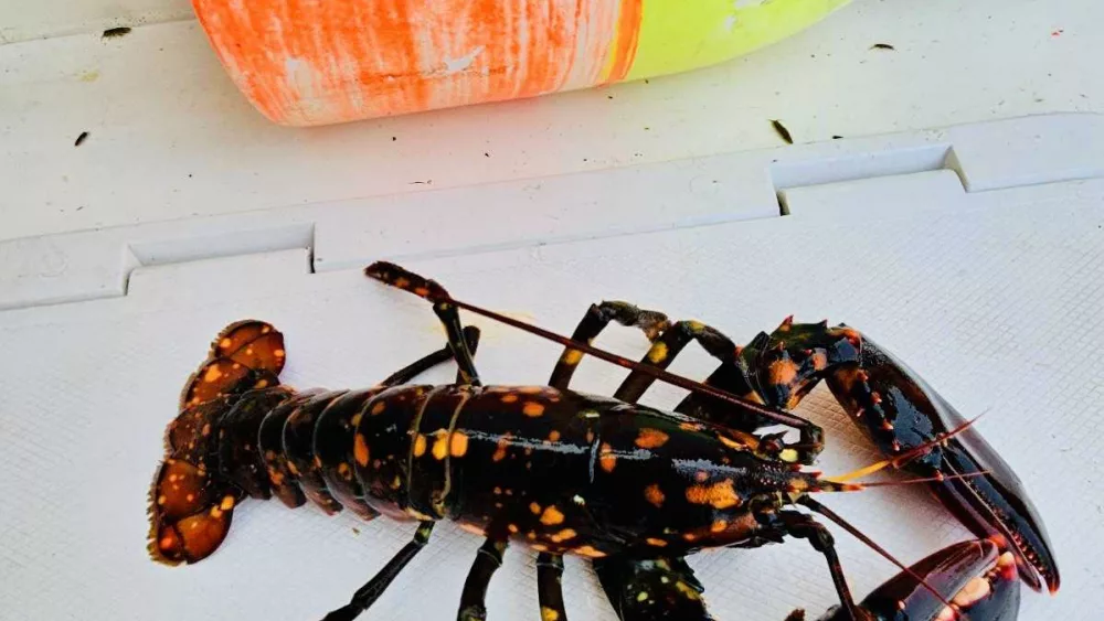 Rare find: Father-son lobstermen pull calico lobster from Maine waters