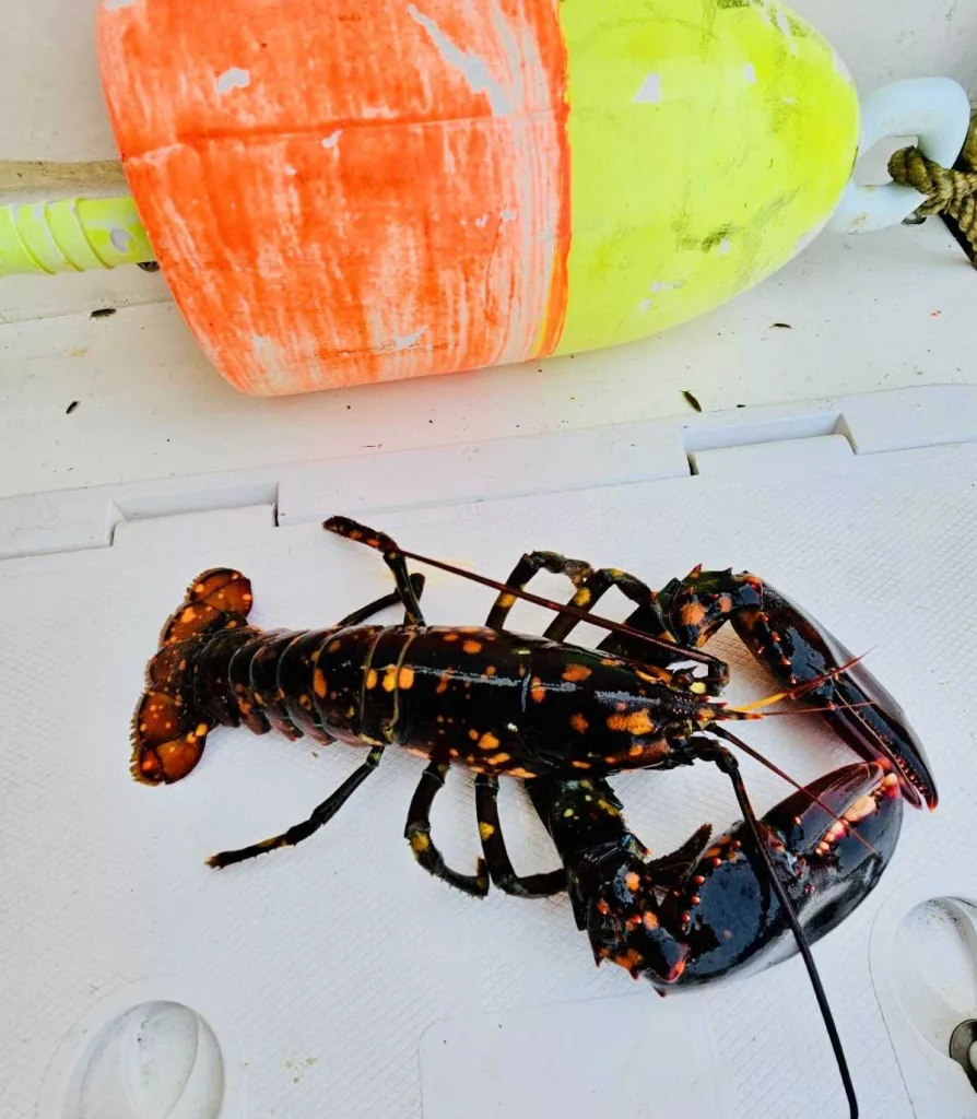 Rare find: Father-son lobstermen pull calico lobster from Maine waters