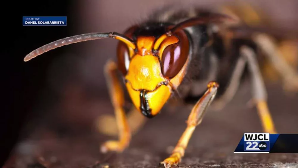 Officials: Nests belonging to invasive yellow-legged hornet found near Hilton Head Island