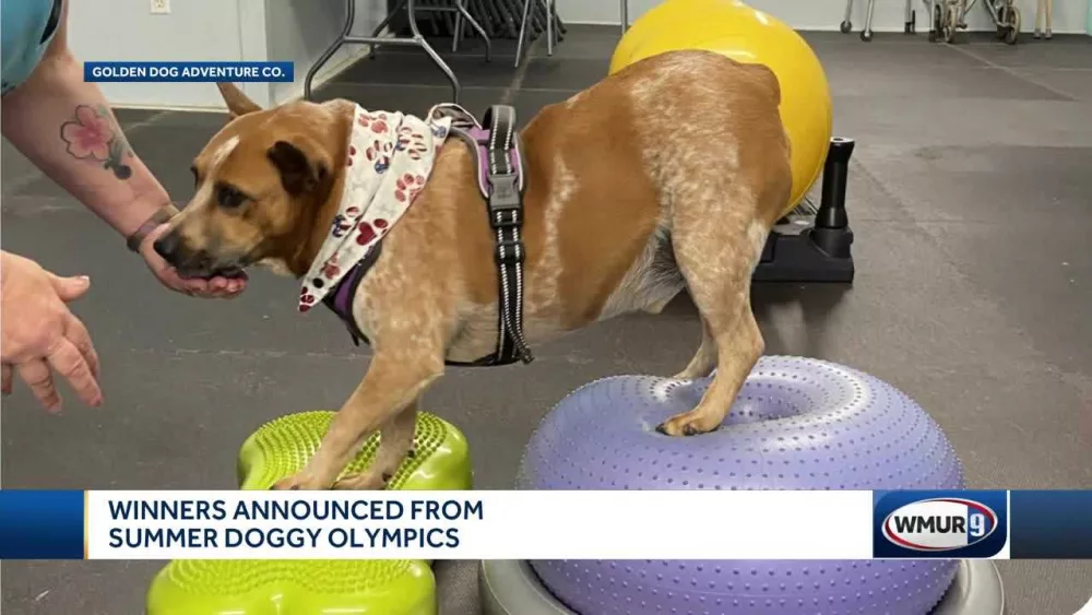 Canine athletes win medals in 'Summer Doggy Olympics'