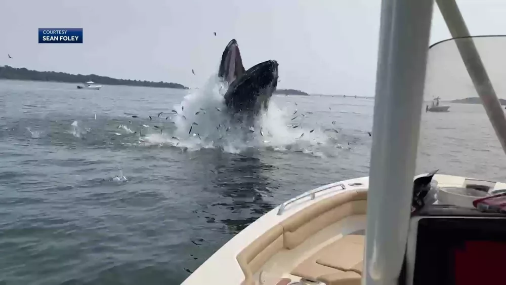 WATCH: Young humpback whale soars into the air