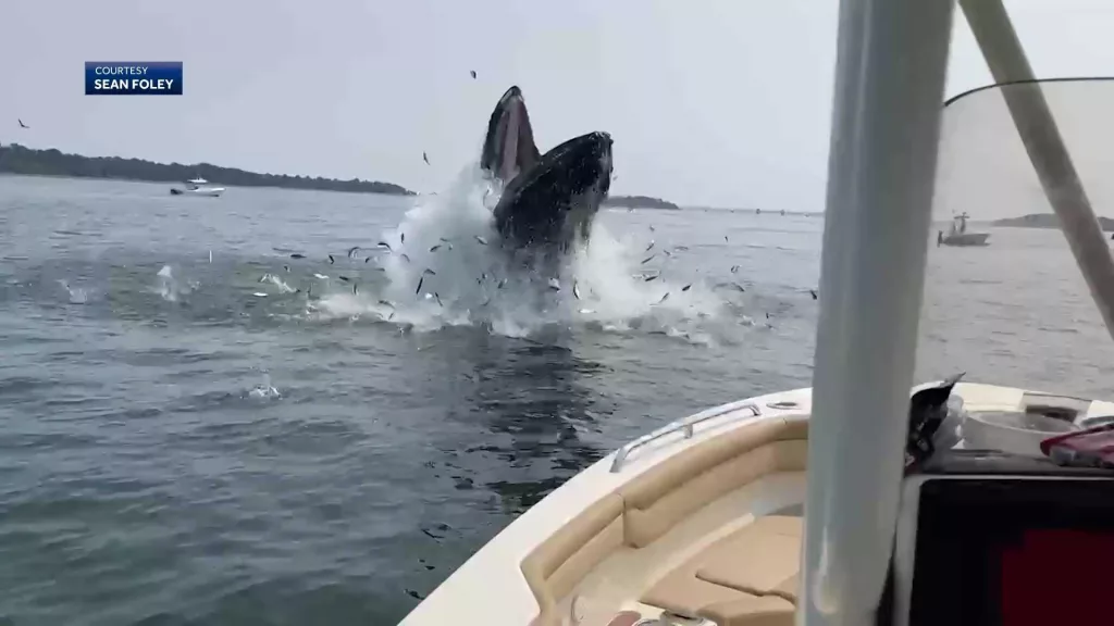 WATCH: Young humpback whale soars into the air