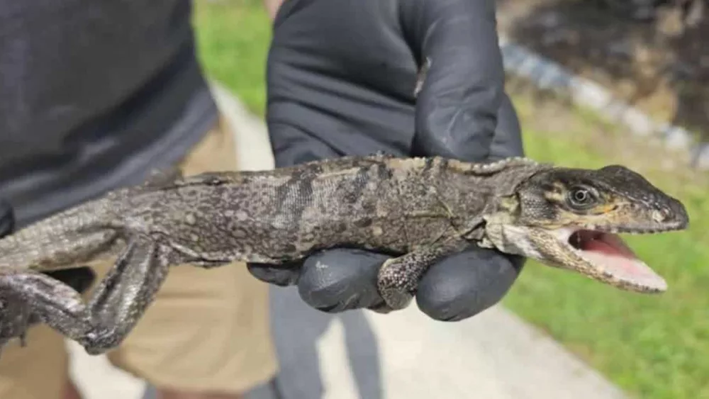 Video: Florida man finds baby iguana in toilet