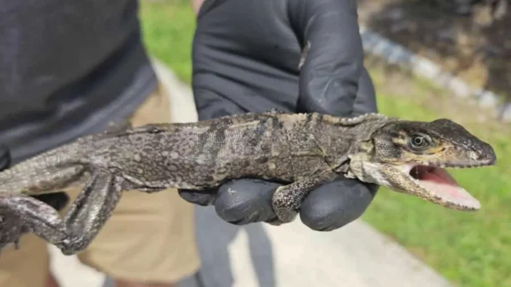 Video: Florida man finds baby iguana in toilet