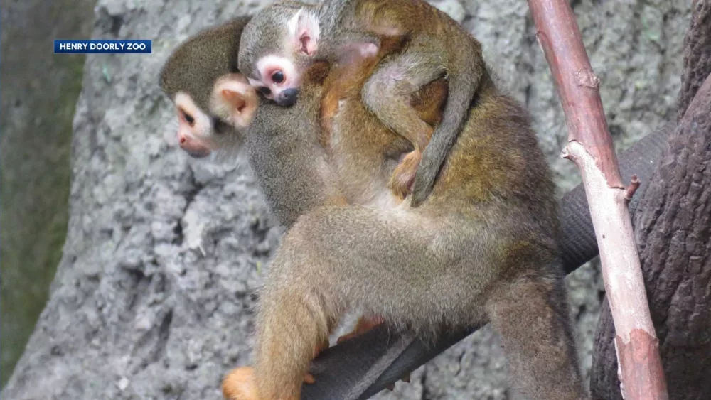 Henry Doorly Zoo announces birth of squirrel monkey