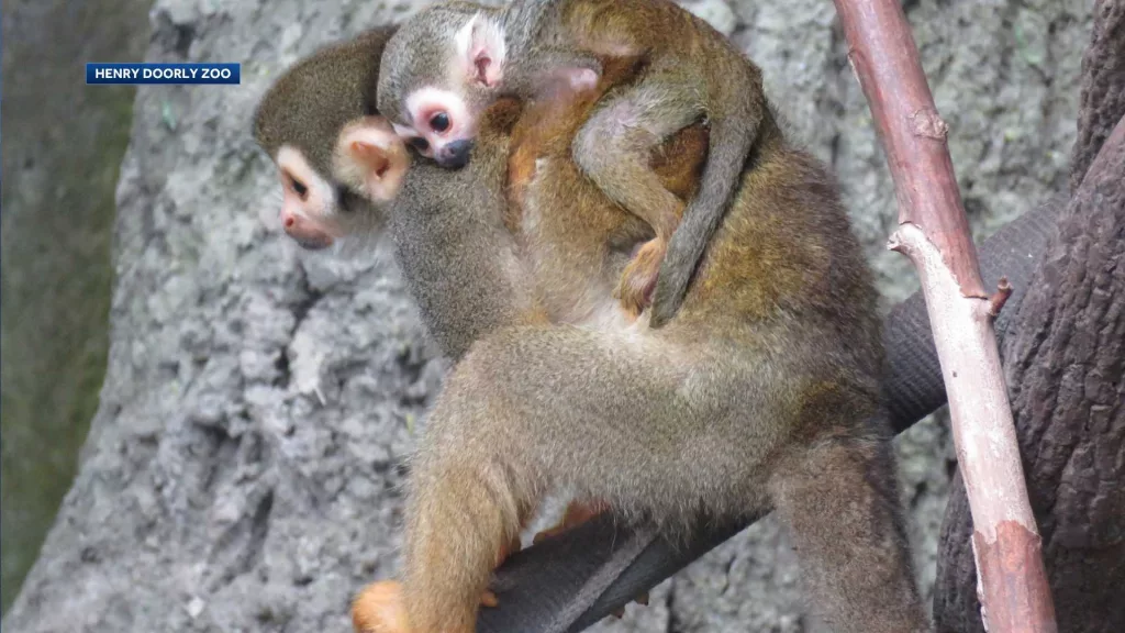 Henry Doorly Zoo announces birth of squirrel monkey