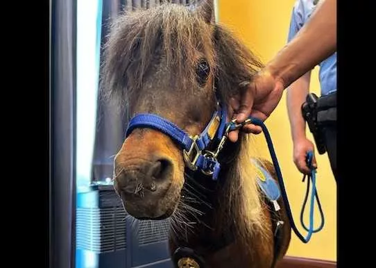 Police department has new four-legged officer to strengthen community ties