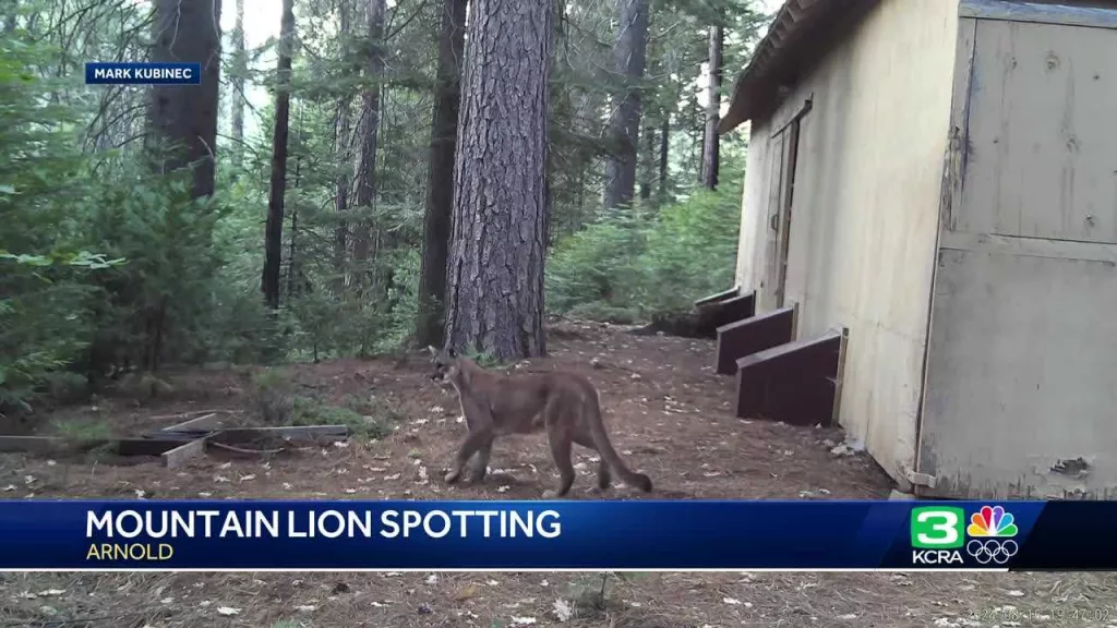 Watch: Video catches close-up look at four mountain lions