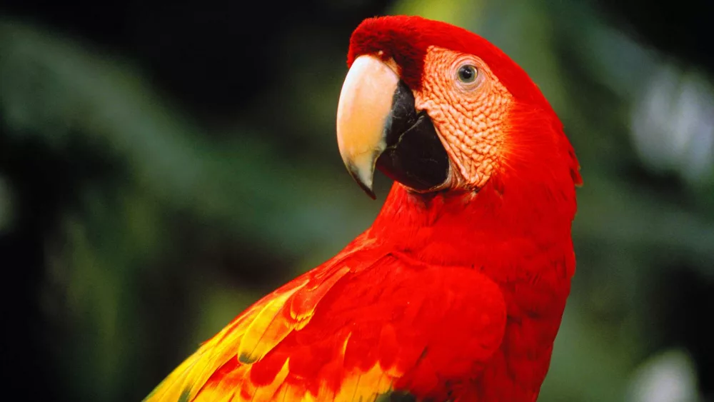 Woman who faced eviction over 3 emotional support parrots wins $165,000