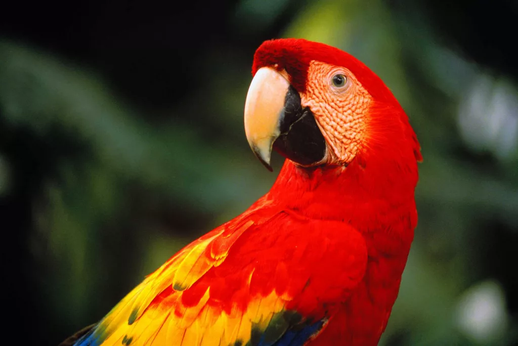 Woman who faced eviction over 3 emotional support parrots wins $165,000